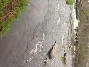 The falls on the Kennebunk River just below Route 1