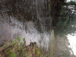 This stretch of the Kennebunk River below Route 1 is easily accessible from the shoreline