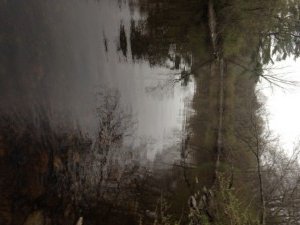 The stretch of the Kennebunk River downstream of the Great Muddy Pool did not impress me...