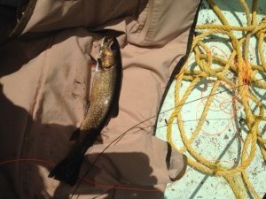 This native brookie fell for a brown woolly bugger