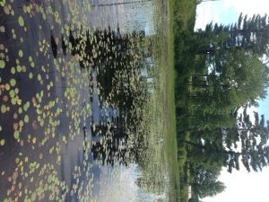 This part of the pond is chocked with these tiny lilypads that provides great habitat for the largemouth bass