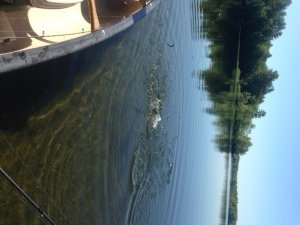 This smallmouth bass got fooled by soft stickbait