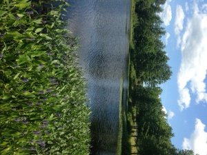 A nice shoreline view of Webster's Mill Pond