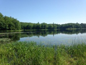 General view of Alewife Pond from the rough access point