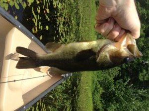 It's not much of a bass but at least I was able to figure their game!