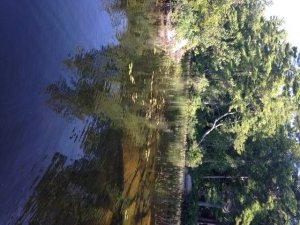 Great bass habitat! Rocky outcrops, sunken reefs, drop-offs, and aquatic vegetation. 