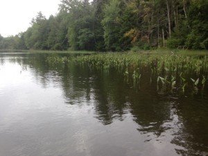 A typical view of the vegetation along the shoreline of Beaver Pond