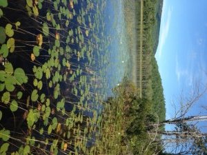 Much of Ingalls Pond is covered by luxurious aquatic vegetation