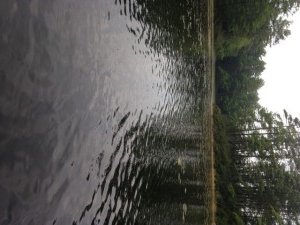 We're having a hard time finding the bass, but they must be hiding in there somewhere!