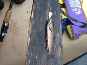 The native brookies from Deep Pond are tiny bulldogs!