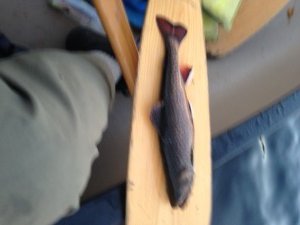 A nice (but fuzzy...) brookie caught by trolling on Upper South Branch Pond