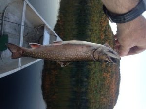A native brookie caught in Long Pond