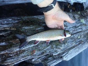 This brookie was caught from the rock piles along the western shoreline across from our camp site