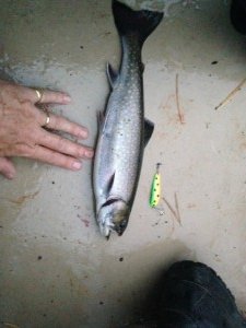 This native brookie for my "psychedelic" spoon