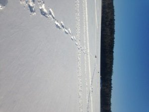 View of Dutton Pond looking east