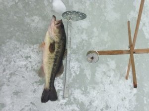 Bass fishing through hard water is a blast!