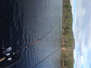 Tandem fishing on Peabody Pond with a downrigger and lead core line.