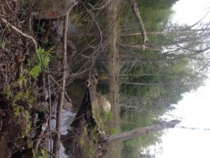 This kind of marshy habitat on the Northwest River is difficult to properly fish from shore