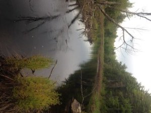 Much of the the Northwest River consists of this type of marshy habitat