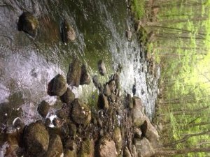 View of the Northwest River upstream of Fitch Road. Notice the lack of holding pools