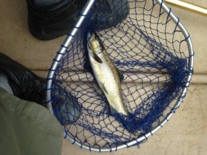 This landlocked salmon could just as well have been caught by Joel!