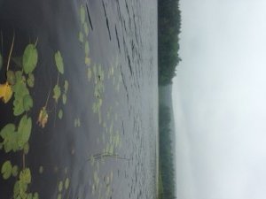 General view of Marshall Pond