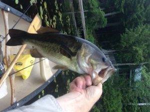 This big boy was one of three fish caught in three consecutive casts in the weedy shallows of Marshall Pond