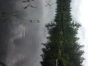 Typical view of the shoreline of Hutchinson Pond: sparse aquatic vegetation, boulders, a few docks