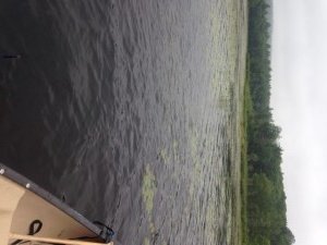 The largemouth bass in Marshall Pond are concentrated in the extensive weedy area where Dunham Brook enters the pond
