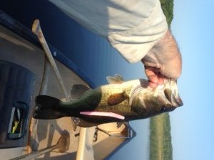 This guy was hiding in the submerged roots of a cut tree. The soft stickbait did the trick.
