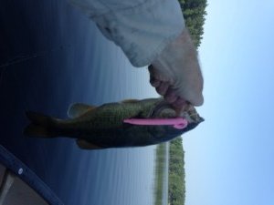 Largemouth bass prawl the shallows of Dexter Pond in the morning before the bright sun and boat traffic scare 'em into deeper water. 