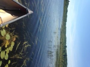View of the marsh along the western shoreline of Berry Pond. This area contains emergent aquatic vegetation.