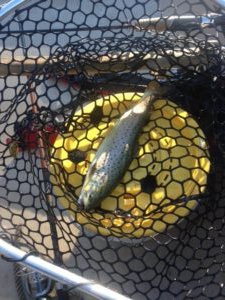 This brown trout fell for a #2 Mepps spinner. I know that the Presumpscot River grows them much bigger than this little guy!