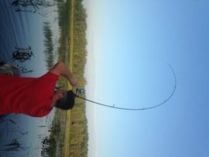 Joel horses a largemouth bass through the aquatic vegetation