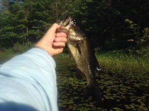 It's a challenge, but fun, to catch largemouth bass using a soft stickbait as a surface lure! 