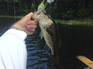 I had a hard time finding the bass today. The crystal clear water and bright sunshine make for tough fishing.