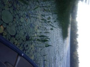 The entire shoreline of Little Watchic Pond is surrounded by a dense belt of aquatic vegetation