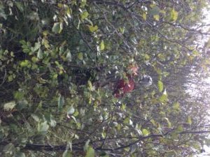 Bushwhacking is required in order to find the secret honey holes...