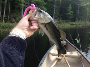 That's the general size of the largemouth bass I caught this afternoon. The fish were numerous but on the small side.