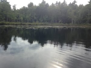 The southern end of the pond has some shallow areas with a bit more aquatic vegetation