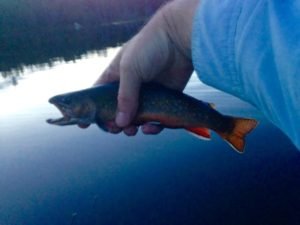 Grassy Pond supports an abundant native brook trout population but the fish don't get much bigger than this guy 