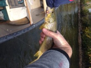 Certainly not a monster but fun to catch nonetheless.