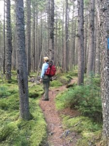 A walk through the enchanted forest
